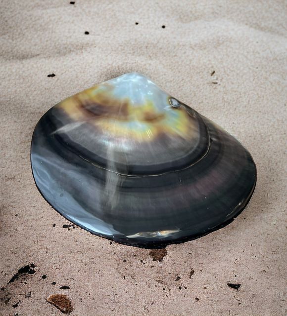 لن تتوقف عن تأمل هذا اللؤلؤ المصقول من نوع Pinctada Margaritifera Negra الأصيل - لؤلؤ بولينيزيا الفرنسية - تلميع مثالي - توصيل مجاني