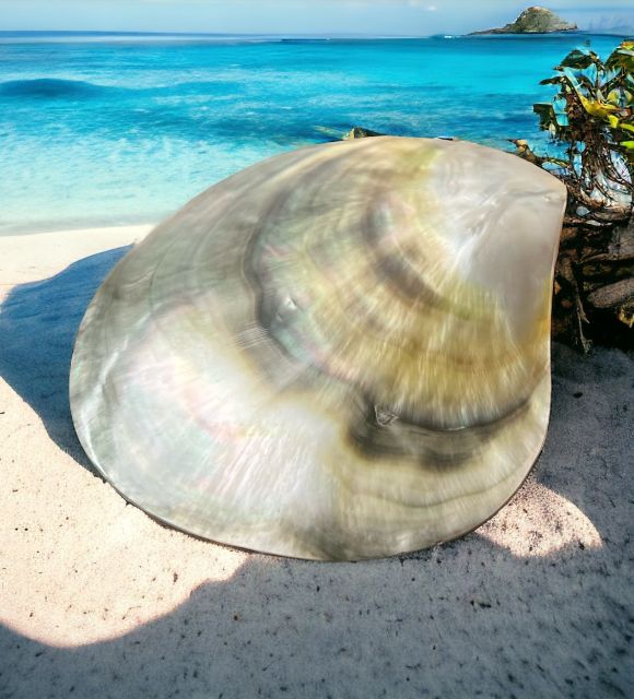 Découvrez l'huître polie Pinctada Margaritifera Negra authentique - Nacre de Polynésie française - polissage parfait - livraison gratuite